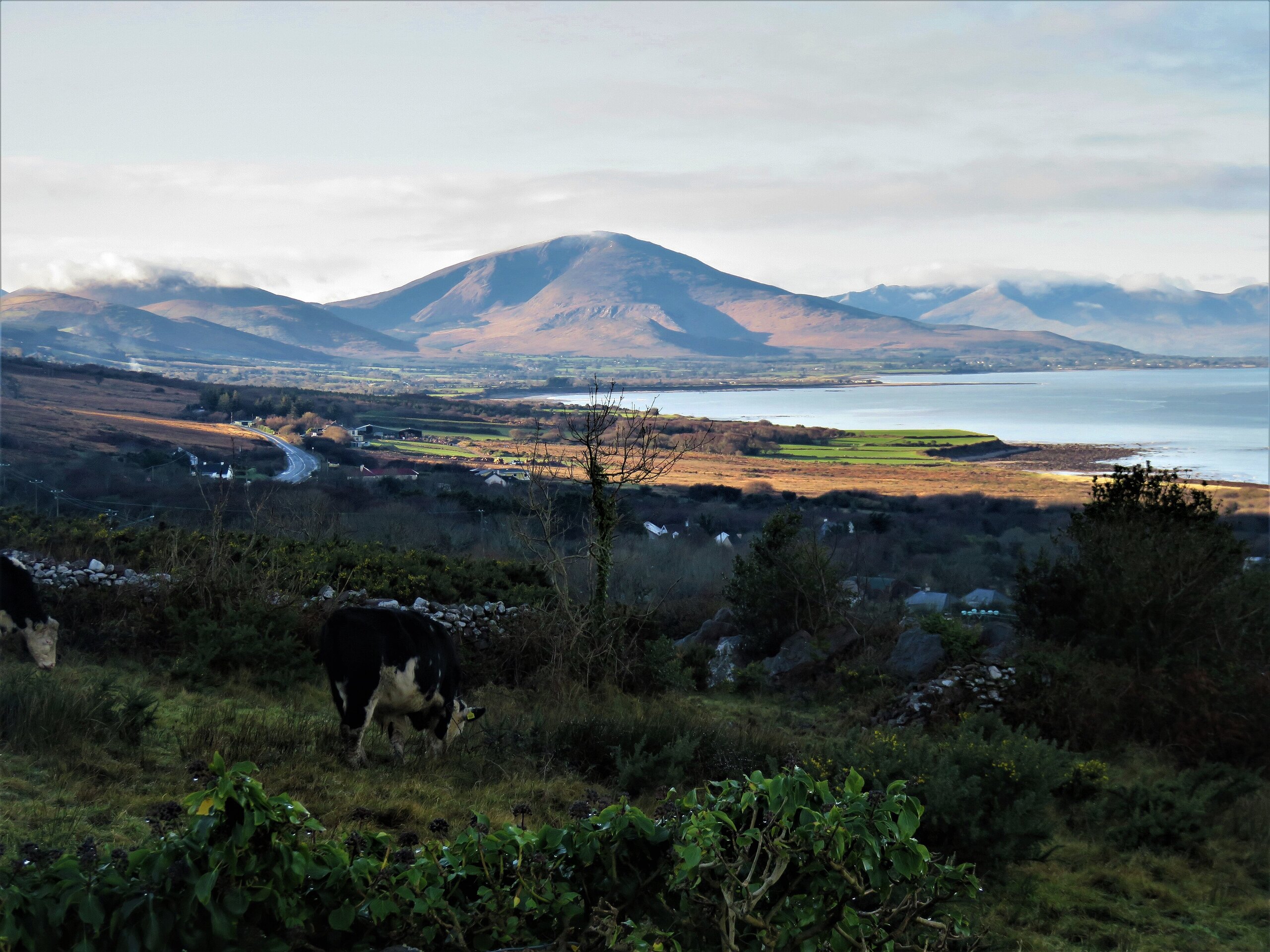 Dingle