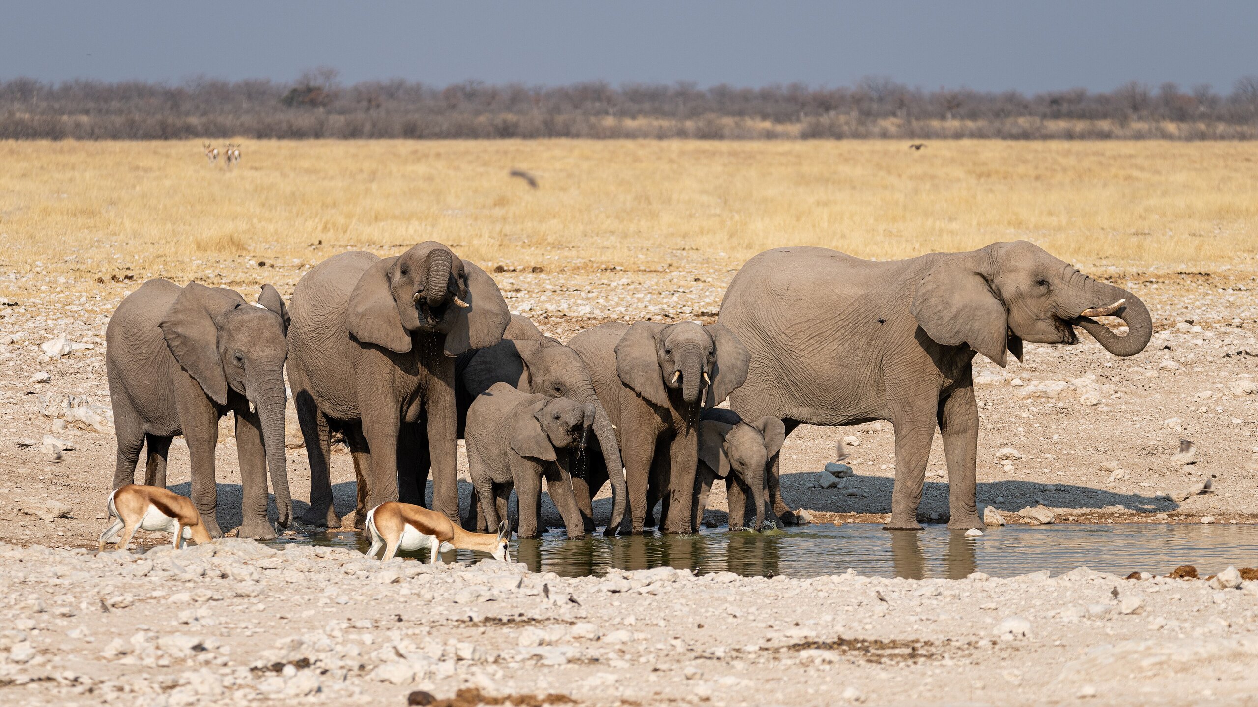 Etosha