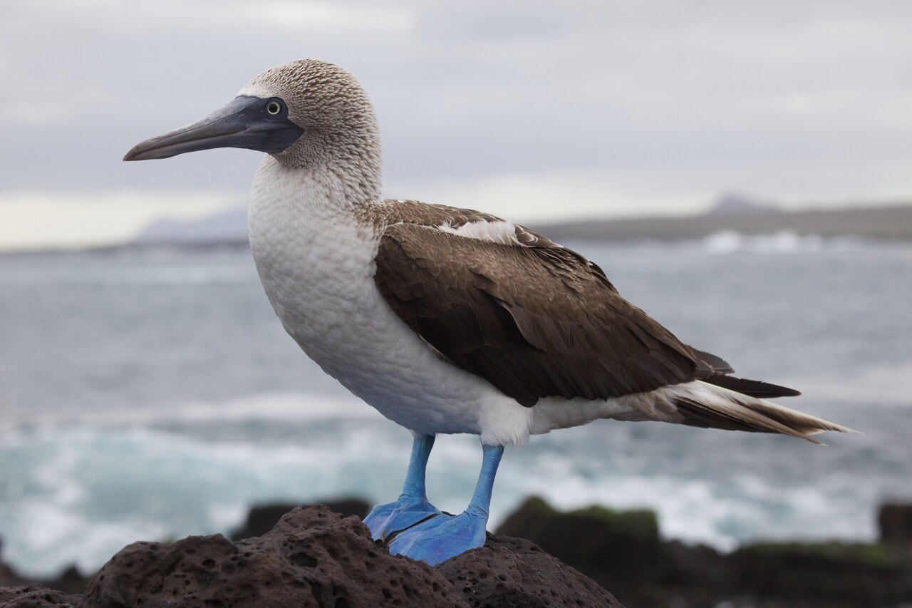 Galapagos Islands travel