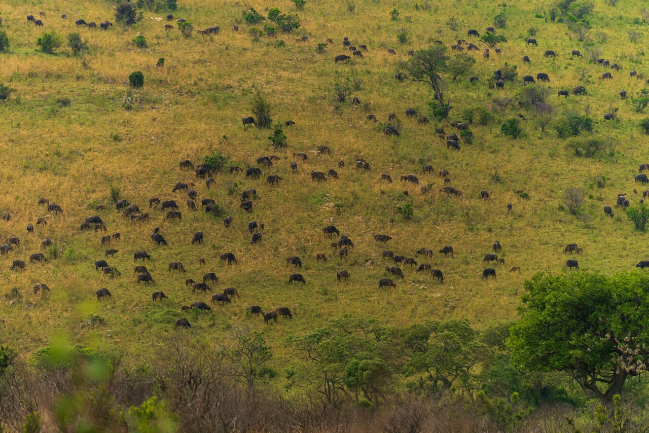 Maasai Mara