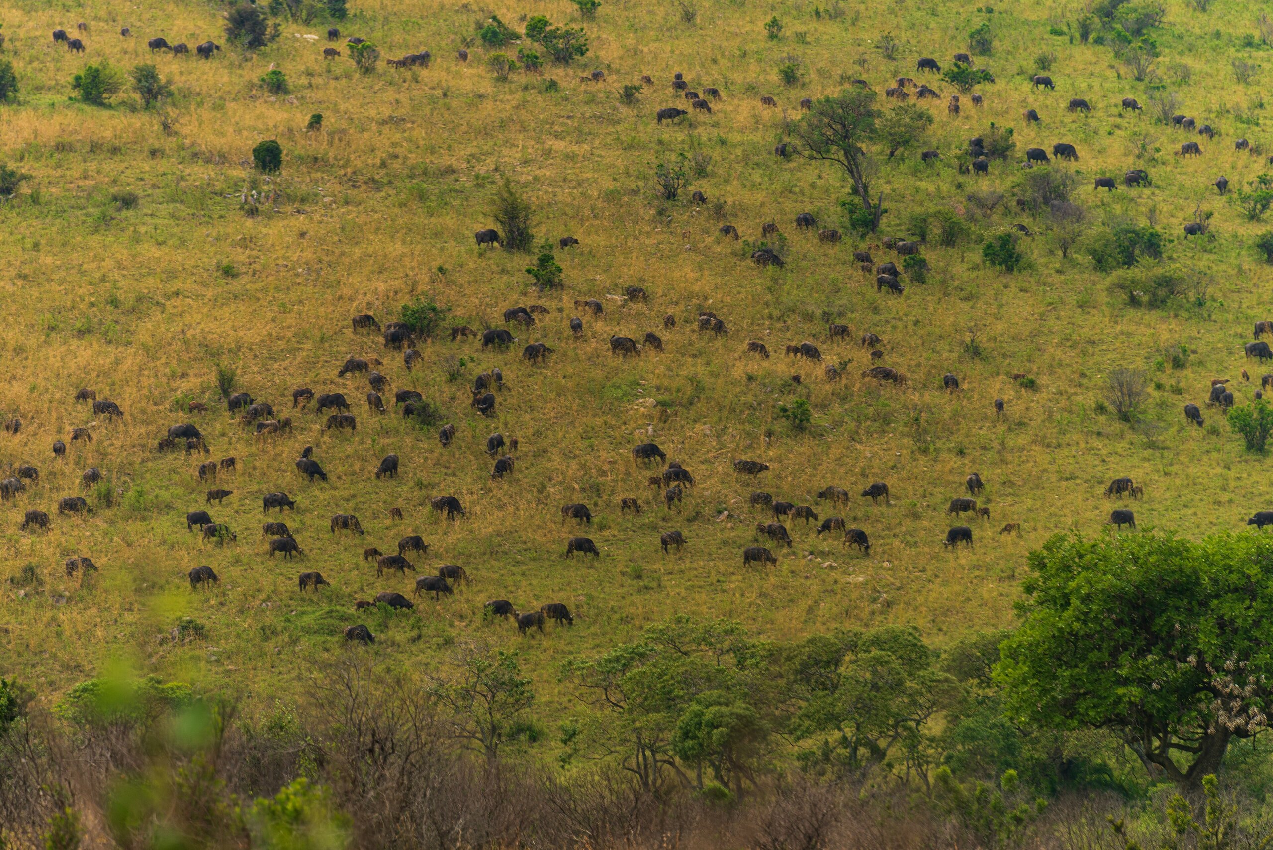 Maasai Mara