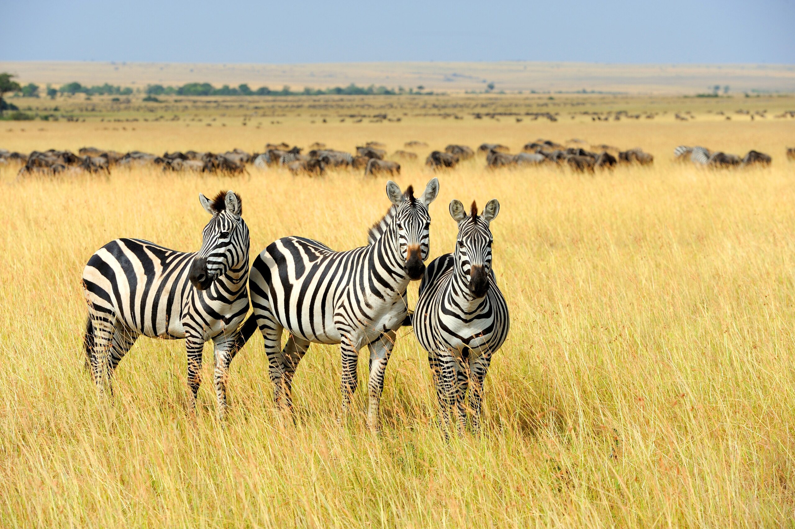 Masai Mara