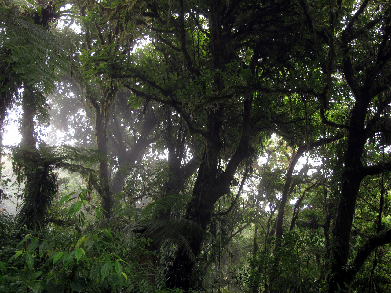 Monteverde
