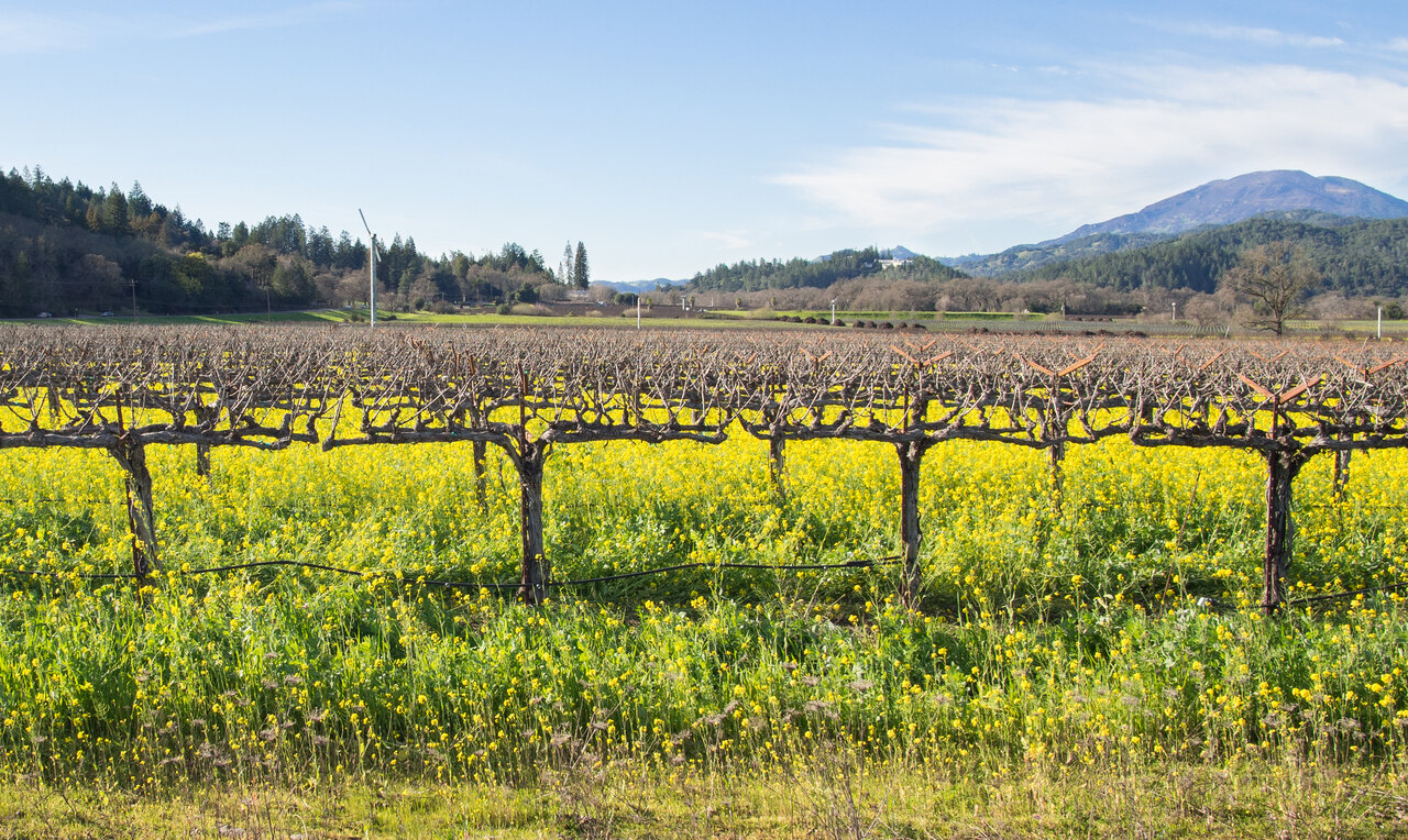 Napa
