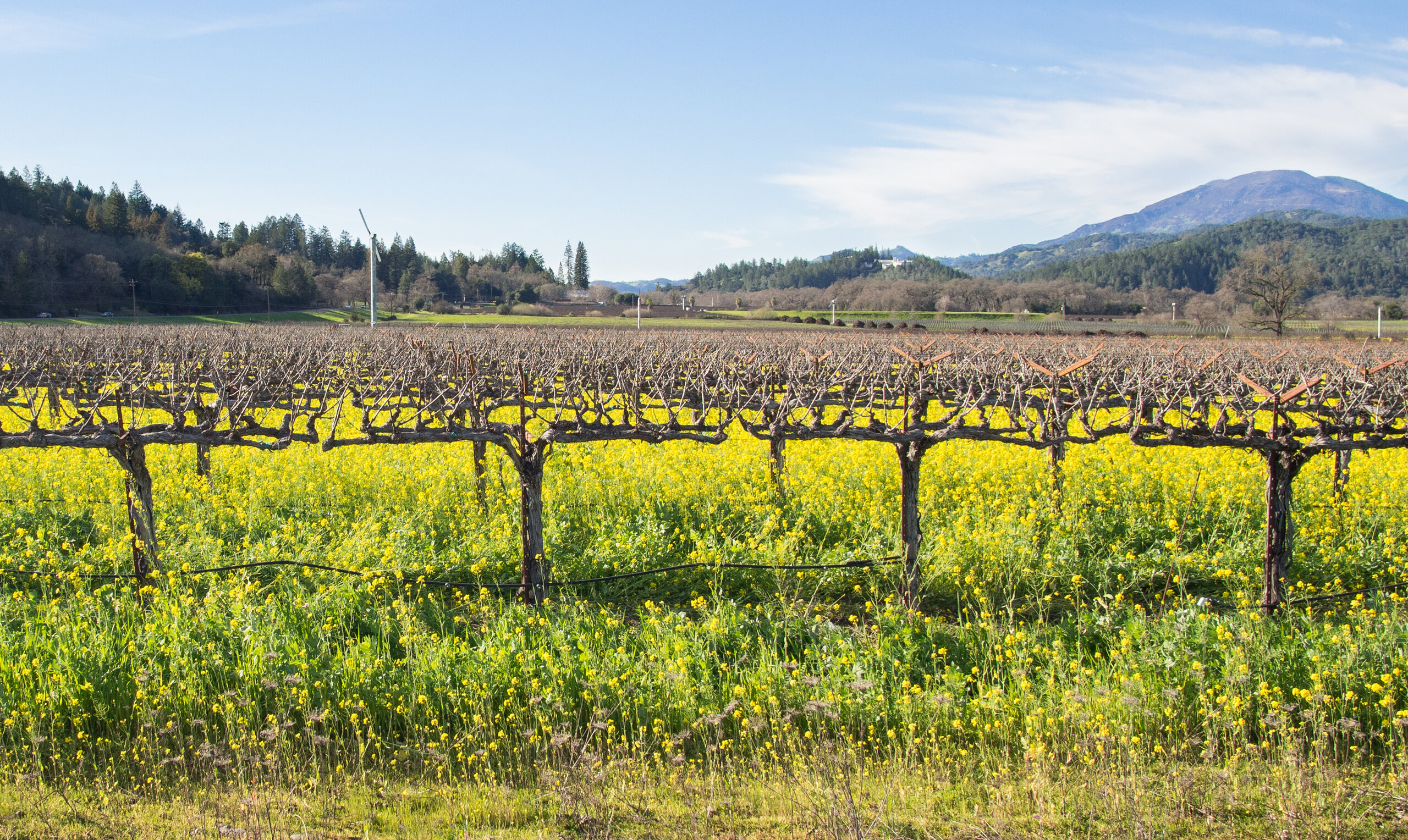 Napa