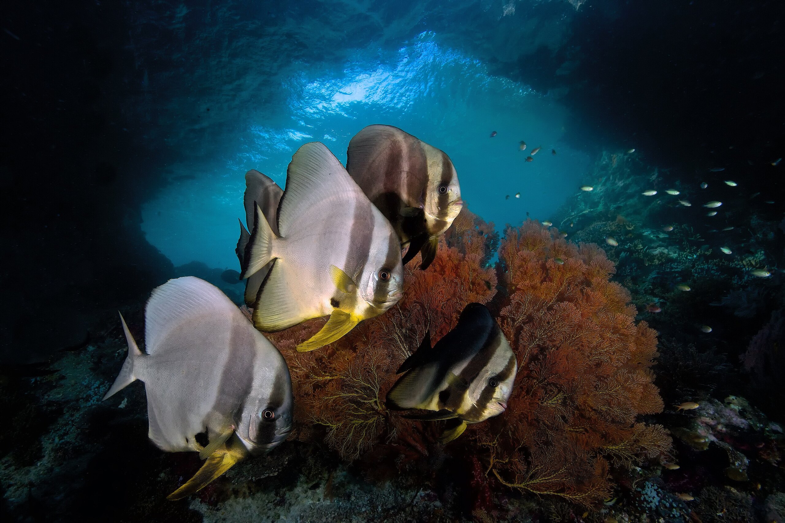 Raja Ampat