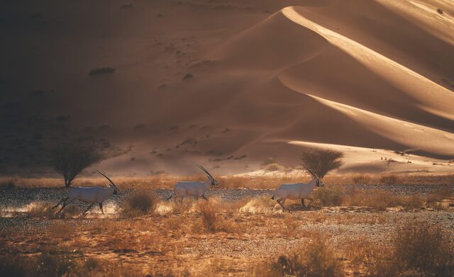 Saudi Arabia travel